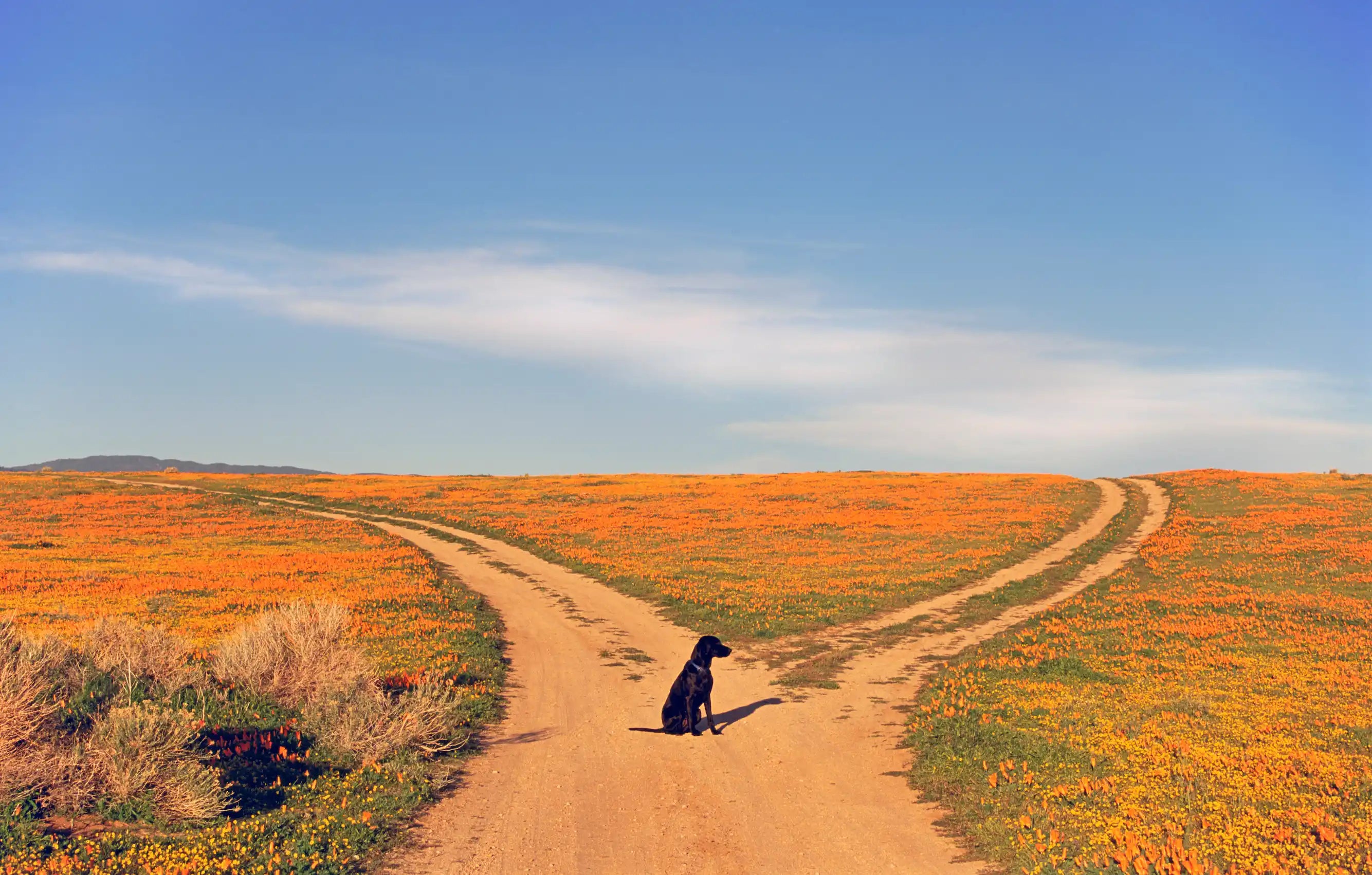 black dog at crossroads