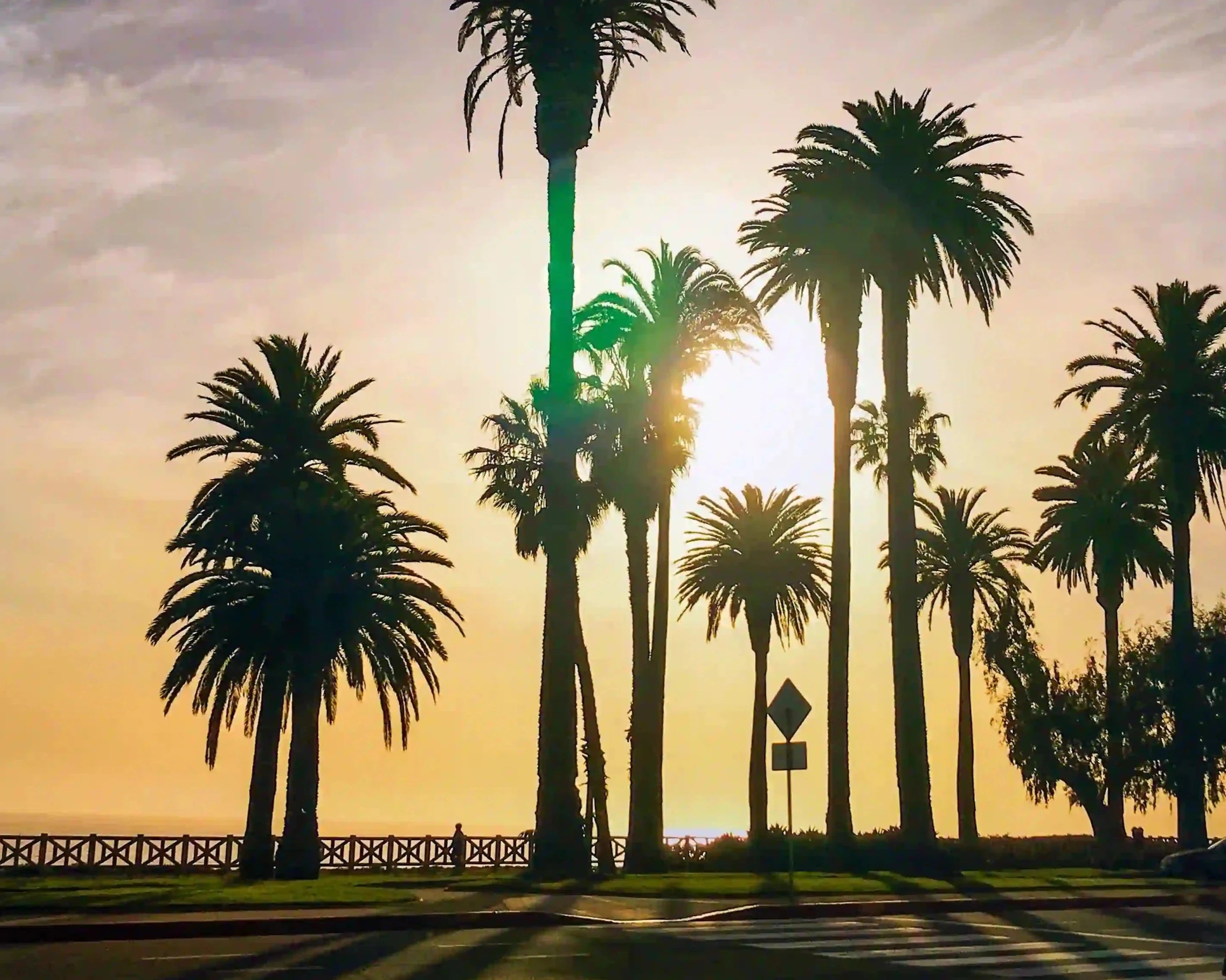 golden hour palm trees Santa Monica