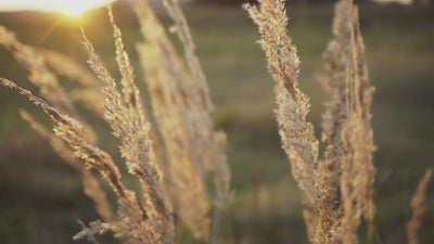Grass blades sway at dawn