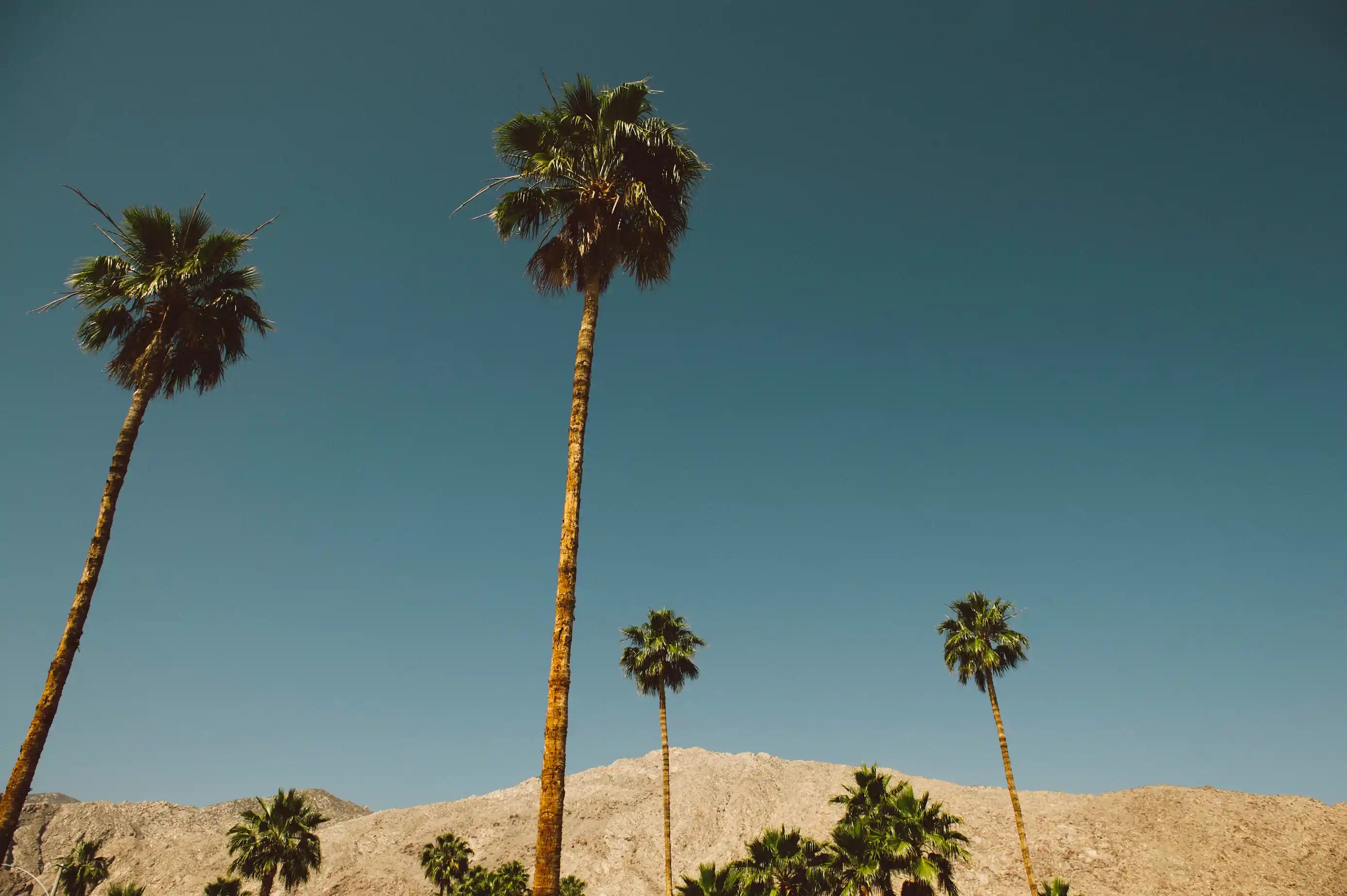 Palm trees against a clear blue sky with a mountainous background
